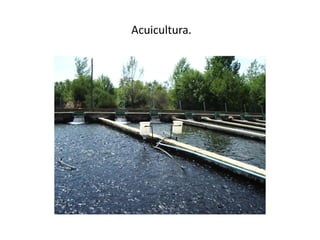 Acuicultura.
 