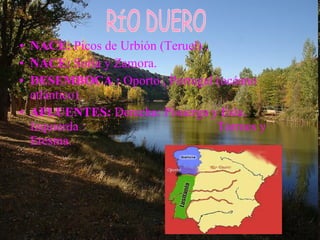 NACE:  Picos de Urbión (Teruel) . NACE:  Soria y Zamora. DESEMBOCA :  Oporto , Portugal (océano atlántico). AFLUENTES:  Derecha: Pisuerga y Esla. Izquierda :  Tormes y Eresma.                                                 Este río pertenece a la vertiente del océano Pacífico  age fotostock  Biblioteca de Consulta Microsoft ® Encarta ® 2005. © 1993-2004 Microsoft Corporation. Reservados todos los derechos. RÍO DUERO 