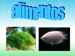 alimentos 