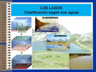 LOS LAGOS
Clasificación según sus aguas
         OLIGOTRÓFICO




                  EUTRÓFICO




                              DISTRÓFICO
 