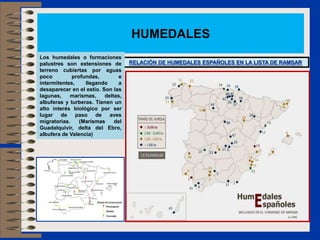 HUMEDALES
Los humedales o formaciones
palustres son extensiones de        RELACIÓN DE HUMEDALES ESPAÑOLES EN LA LISTA DE RAMSAR
terreno cubiertas por aguas
poco         profundas,         e
intermitentes,    llegando     a
desaparecer en el estío. Son las
lagunas,    marismas,     deltas,
albuferas y turberas. Tienen un
alto interés biológico por ser
lugar de paso de            aves
migratorias.    (Marismas     del
Guadalquivir, delta del Ebro,
albufera de Valencia)
 