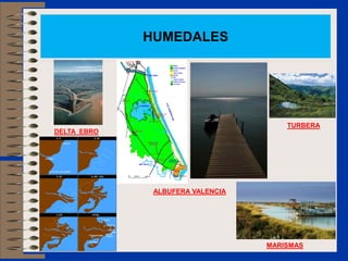 HUMEDALES




                                      TURBERA
DELTA EBRO




              ALBUFERA VALENCIA




                                  MARISMAS
 