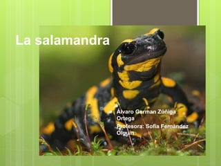 La salamandra
Álvaro German Zúñiga
Ortega
Profesora: Sofía Fernández
Olguín
 