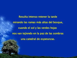Resulta intenso retener la tarde mirando las ramas más altas del bosque, cuando el sol y las verdes hojas  nos van tejiendo en la paz de las sombras una catedral de esperanzas. 