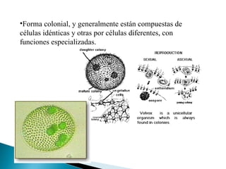 Forma colonial, y generalmente están compuestas de células idénticas y otras por células diferentes, con funciones especializadas. 