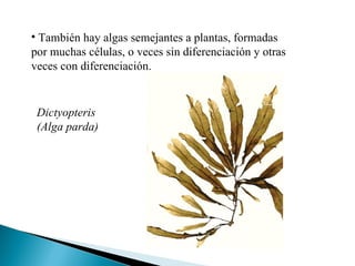 También hay algas semejantes a plantas, formadas por muchas células, o veces sin diferenciación y otras veces con diferenciación. Dictyopteris (Alga parda) 