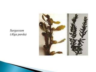 Sargassum (Alga parda) 