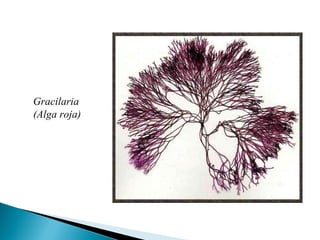 Gracilaria (Alga roja) 