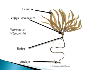 Neurocystis (Alga parda) Anclaje Estipe Láminas Vejiga llena de aire 