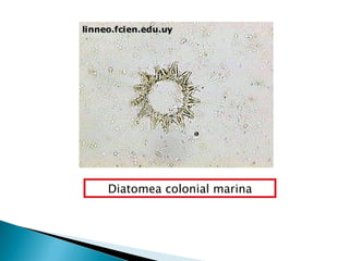Diatomea colonial marina 