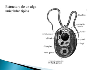 Estructura de un alga unicelular típica 