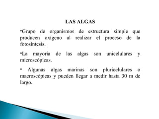 LAS ALGAS Grupo de organismos de estructura simple que producen oxígeno al realizar el proceso de la fotosíntesis.  La mayoría de las algas son unicelulares y microscópicas. Algunas algas marinas son pluricelulares o macroscópicas y pueden llegar a medir hasta 30 m de largo. 