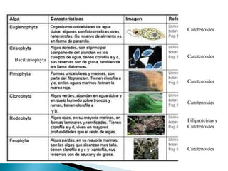 Carotenoides Carotenoides Carotenoides Carotenoides Biliproteínas y Carotenoides Carotenoides Bacillariophyta 