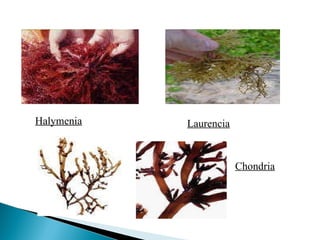 Laurencia Halymenia Chondria 