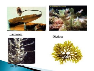 Laminaria Dictiota Sargassum 