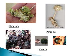 Halimeda Penicillus Codium Valonia 