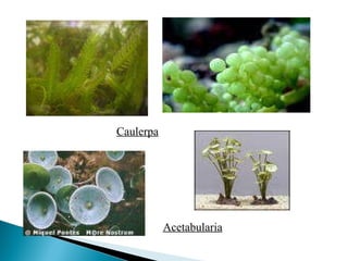 Caulerpa Acetabularia 