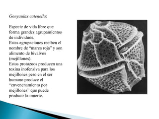 Gonyaulax catenella :  Especie de vida libre que forma grandes agrupamientos de individuos.  Estas agrupaciones reciben el nombre de “marea roja” y son alimento de bivalvos (mejillones).  Estos protozoos producen una toxina inofensiva para los mejillones pero en el ser humano produce el “envenenamiento por mejillones” que puede producir la muerte.  