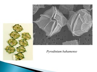 Pyrodinium bahamense 