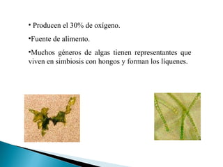 Producen el 30% de oxígeno. Fuente de alimento. Muchos géneros de algas tienen representantes que viven en simbiosis con hongos y forman los líquenes.  