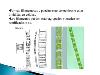 Formas filamentosas y pueden estar cenocíticas o estar divididas en células. Los filamentos pueden estar agrupados y pueden ser ramificados o no. 