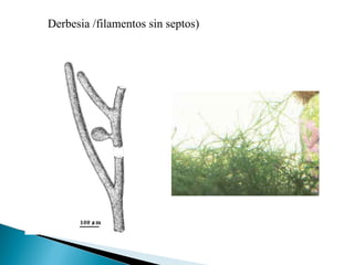 Derbesia /filamentos sin septos) 