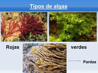 Tipos de algas
Rojas verdes
Pardas