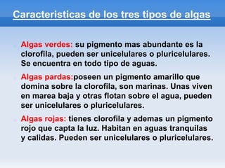 Caracteristicas de los tres tipos de algas
Algas verdes: su pigmento mas abundante es la
clorofila, pueden ser unicelulares o pluricelulares.
Se encuentra en todo tipo de aguas.
Algas pardas:poseen un pigmento amarillo que
domina sobre la clorofila, son marinas. Unas viven
en marea baja y otras flotan sobre el agua, pueden
ser unicelulares o pluricelulares.
Algas rojas: tienes clorofila y ademas un pigmento
rojo que capta la luz. Habitan en aguas tranquilas
y calidas. Pueden ser unicelulares o pluricelulares.