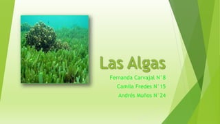 Las Algas 
Fernanda Carvajal N°8 
Camila Fredes N°15 
Andrés Muños N°24 
 