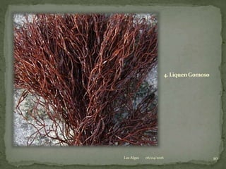 4. LiquenGomoso
06/04/2016 10Las Algas
 