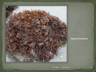 LiquenGomoso
06/04/2016 11Las Algas
 