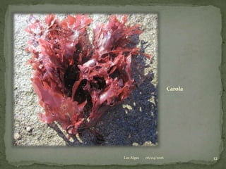 Carola
06/04/2016 12Las Algas
 