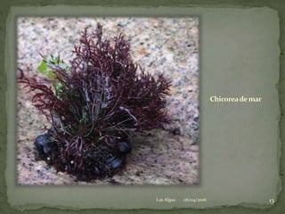 Chicoreademar
06/04/2016 13Las Algas
 