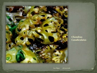 Chondrus
Canaliculatus
06/04/2016 14Las Algas
 