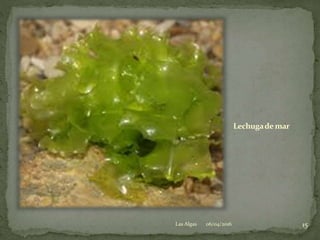 Lechugade mar
06/04/2016 15Las Algas
 