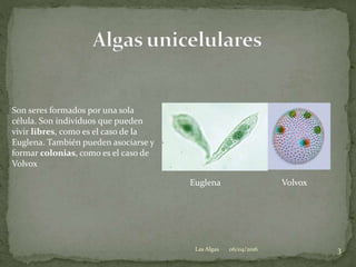 Son seres formados por una sola
célula. Son individuos que pueden
vivir libres, como es el caso de la
Euglena. También pueden asociarse y
formar colonias, como es el caso de
Volvox
VolvoxEuglena
06/04/2016 3Las Algas
 