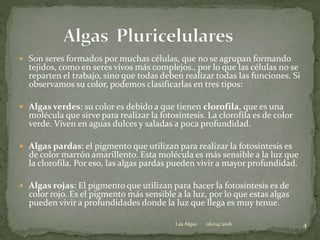  Son seres formados por muchas células, que no se agrupan formando
tejidos, como en seres vivos más complejos., por lo que las células no se
reparten el trabajo, sino que todas deben realizar todas las funciones. Si
observamos su color, podemos clasificarlas en tres tipos:
 Algas verdes: su color es debido a que tienen clorofila, que es una
molécula que sirve para realizar la fotosíntesis. La clorofila es de color
verde. Viven en aguas dulces y saladas a poca profundidad.
 Algas pardas: el pigmento que utilizan para realizar la fotosíntesis es
de color marrón amarillento. Esta molécula es más sensible a la luz que
la clorofila. Por eso, las algas pardas pueden vivir a mayor profundidad.
 Algas rojas: El pigmento que utilizan para hacer la fotosíntesis es de
color rojo. Es el pigmento más sensible a la luz, por lo que estas algas
pueden vivir a profundidades donde la luz que llega es muy tenue.
06/04/2016 4Las Algas
 