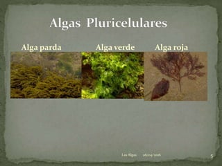 Alga parda Alga verde Alga roja
.
06/04/2016 5Las Algas
 