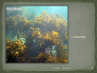 2. HuiroPalo
06/04/2016 8Las Algas
 