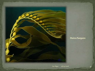 Huiro/Sargazo
06/04/2016 9Las Algas
 