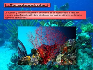 Sus células son  eucariotas.