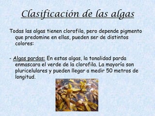 Los derivados orgánicos se usas como resinas de los alimentos en la elaboración de helados y quesos tratados.Algas rojas o Rodófitas:  - Incluye algas unicelulares y pluricelularesPara realizar la fotosíntesis tienen clorofila y diversos pigmentos que le dan un color rojizo por lo que se conoce como algas rojas