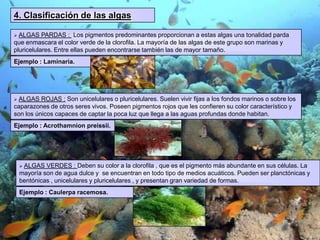  Son seres sin presencia de tejidos debido a que todas las células realizan todas las funciones.2. ¿ Cómo se alimentan las algas  ?La nutrición y como consecuencia el crecimiento de las algas se lleva a cabo por procesos autótrofos en función de la fotosíntesis que realizan utilizando los llamados pigmentos asimiladores.