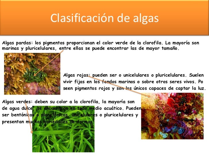 Resultado de imagen de tipos de algas