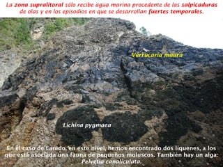 La zona supralitoral sólo recibe agua marina procedente de las salpicaduras
de olas y en los episodios en que se desarrollan fuertes temporales.
Verrucaria maura
Lichina pygmaea
En el caso de Laredo, en este nivel, hemos encontrado dos líquenes, a los
que está asociada una fauna de pequeños moluscos. También hay un alga:
Pelvetia canaliculata.
 