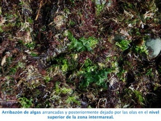 Arribazón de algas arrancadas y posteriormente dejado por las olas en el nivel
superior de la zona intermareal.
 