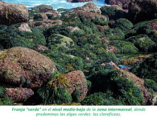 Franja “verde” en el nivel medio-bajo de la zona intermareal, donde
predominas las algas verdes: las clorofíceas.
 