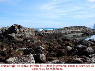 Franja “roja” en el nivel inferior de la zona intermareal donde predominan las
algas rojas: las rodofíceas.
 