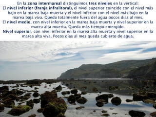 En la zona intermareal distinguimos tres niveles en la vertical:
El nivel inferior (franja infralitoral), el nivel superior coincide con el nivel más
bajo en la marea baja muerta y el nivel inferior con el nivel más bajo en la
marea baja viva. Queda totalmente fuera del agua pocos días al mes.
El nivel medio, con nivel inferior en la marea baja muerta y nivel superior en la
marea alta muerta. Queda más tiempo emergido.
Nivel superior, con nivel inferior en la marea alta muerta y nivel superior en la
marea alta viva. Pocos días al mes queda cubierto de agua.
 