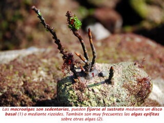 Las macroalgas son sedentarias, pueden fijarse al sustrato mediante un disco
basal (1) o mediante rizoides. También son muy frecuentes las algas epífitas
sobre otras algas (2).
 